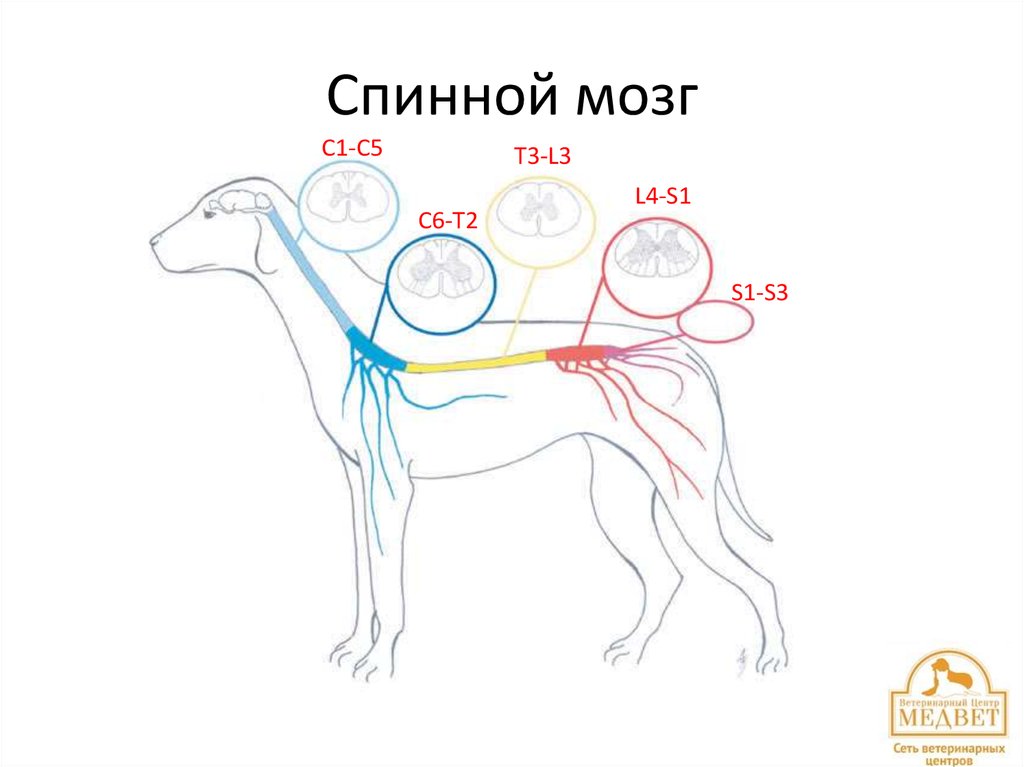 Спинной мозг