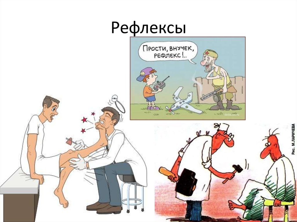 Рефлексы