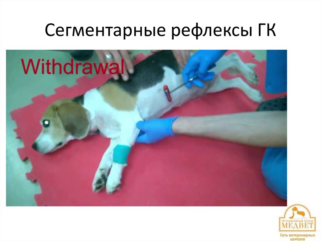 Сегментарные рефлексы ГК