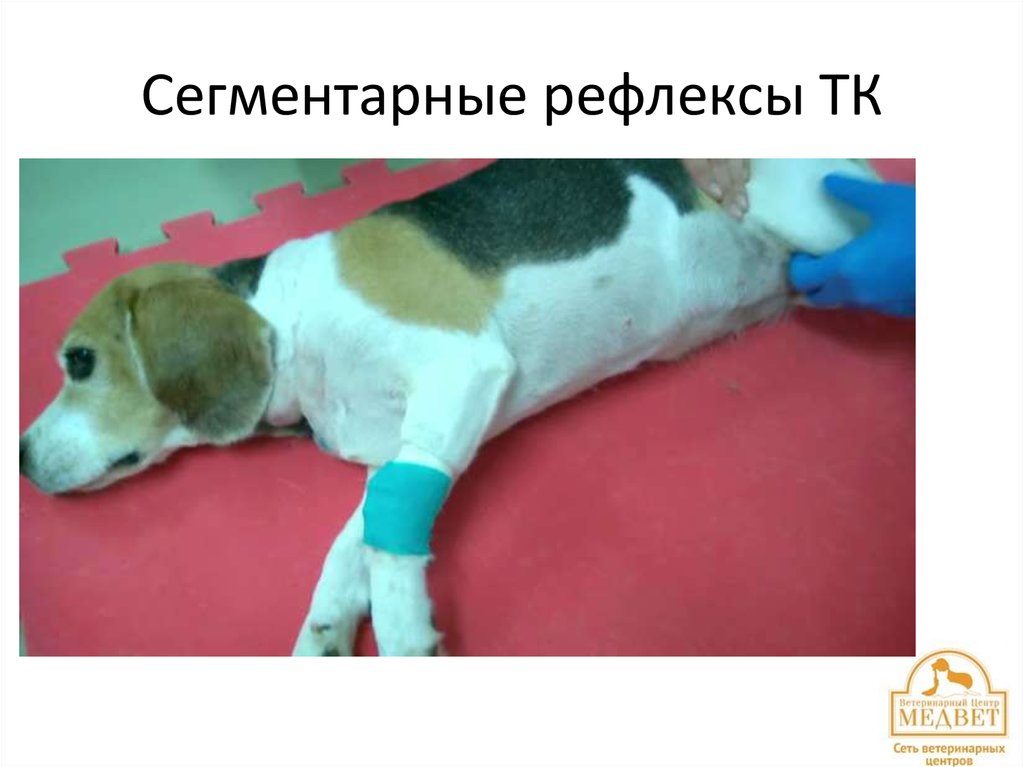 Сегментарные рефлексы ТК