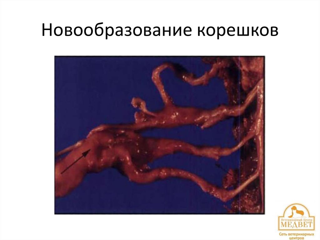 Новообразование корешков