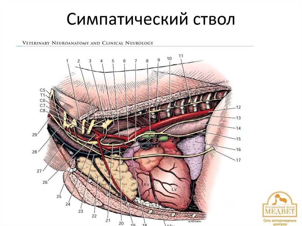 Симпатический ствол