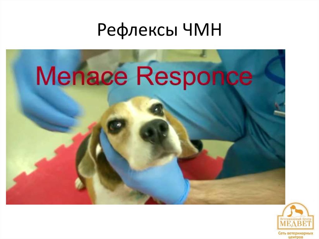 Рефлексы ЧМН