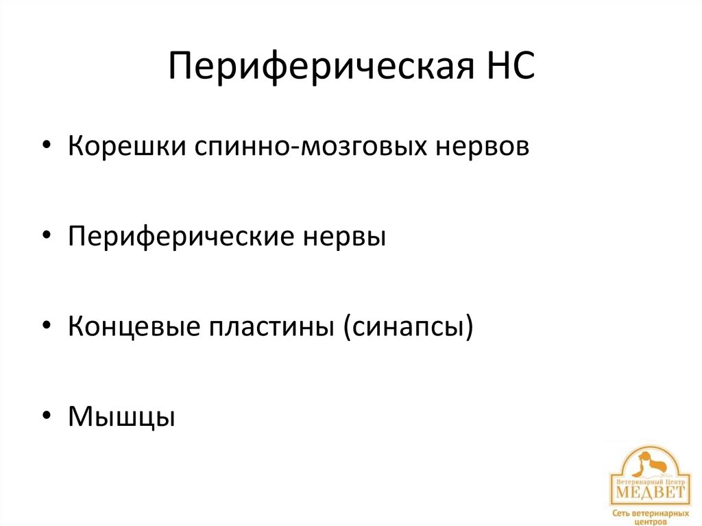 Периферическая НС