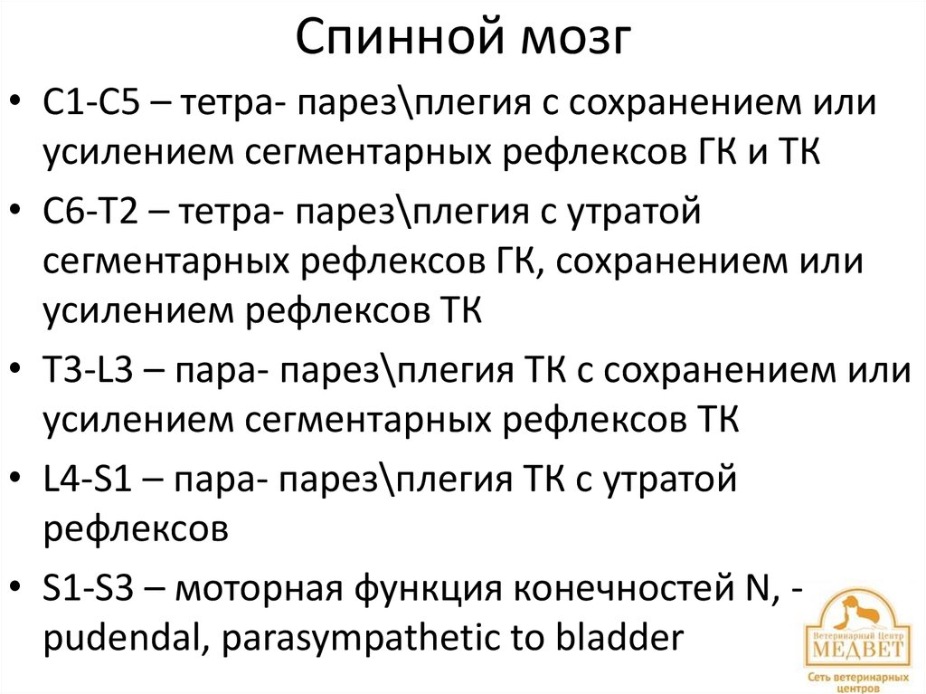 Спинной мозг