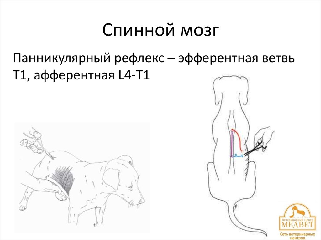 Спинной мозг