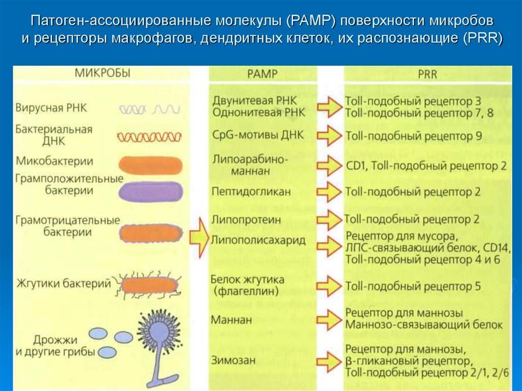 Распознавание простейших. Рецепторы макрофагов иммунология. Паттерн распознающие рецепторы иммунология. Патоген ассоциированные молекулярные паттерны. Паттерн распознающие рецепторы врожденного иммунитета.