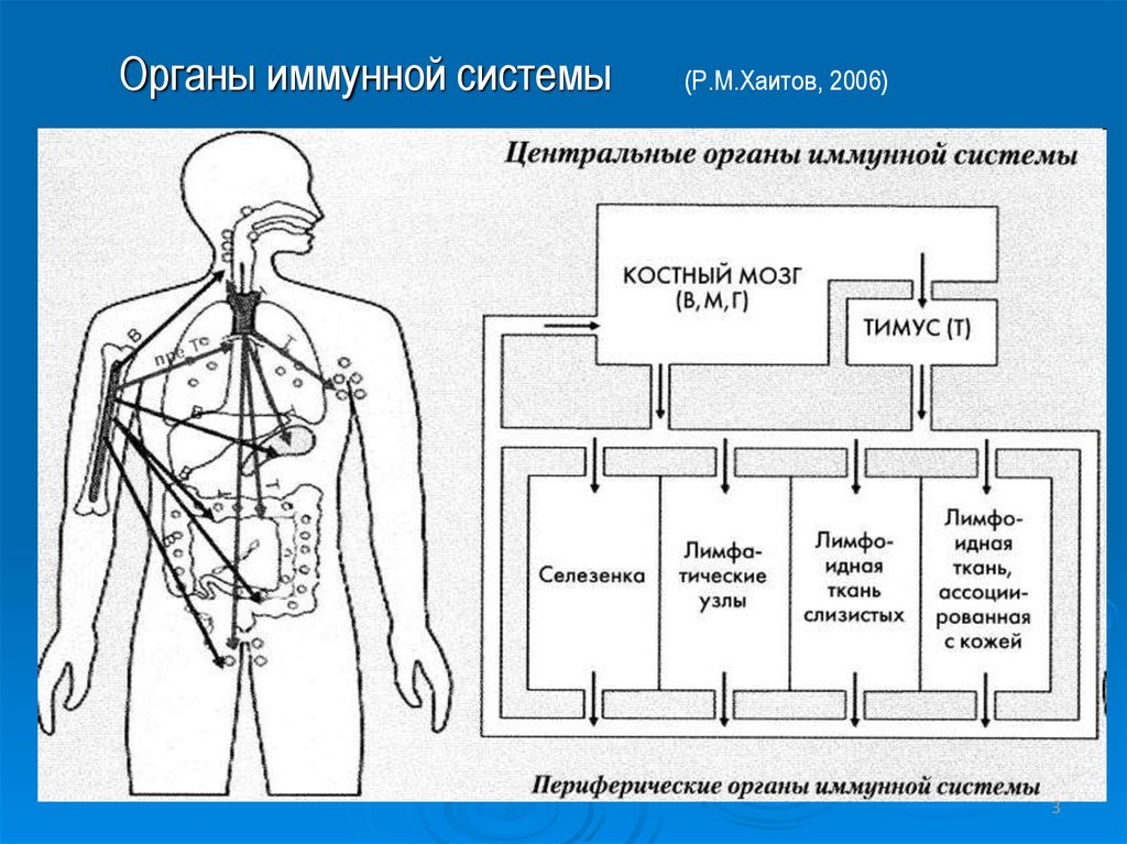 Органы иммунной системы. Центральные иммунные органы. Центральные органы иммунной системы человека. Иммунная система человека схема.