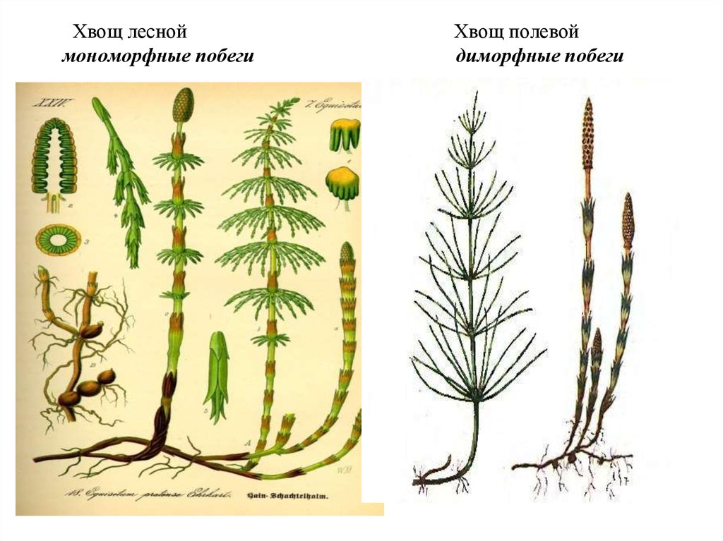 Виды хвоща фото и описание