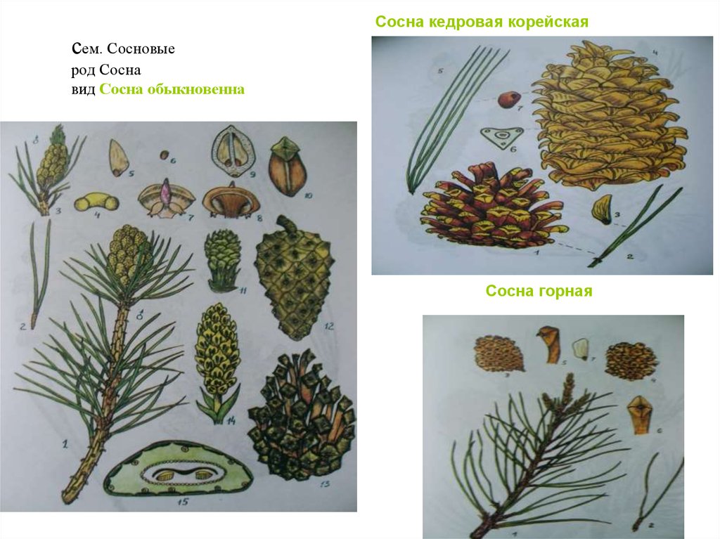 Сосна обыкновенная классификация. Сосна Сибирская Кедровая систематика. Сосна обыкновенная систематика растений. Сосна обыкновенная род. Классификация растений сосна обыкновенная.