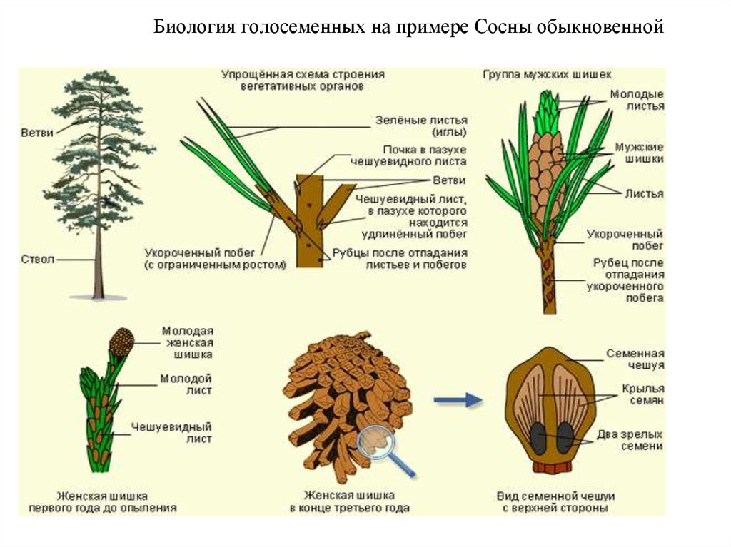 Строение ветки сосны рисунок