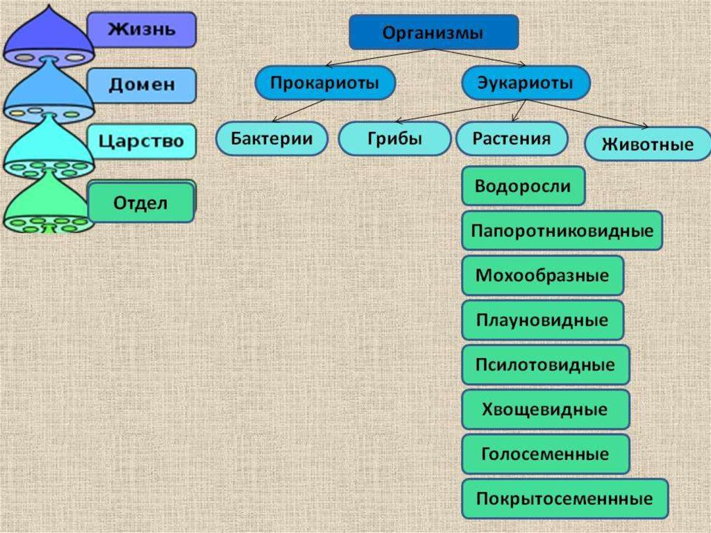 Какая схема используется при классификации растений ответ