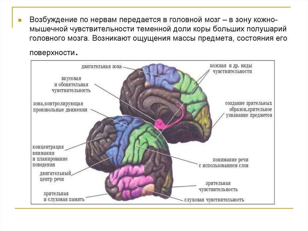 Кожно мышечная зона головного мозга. Чувствительные зоны коры головного мозга. Доли и зоны головного мозга. Зоны коры больших полушарий головного мозга. Доли головного мозга зоны чувствительности.