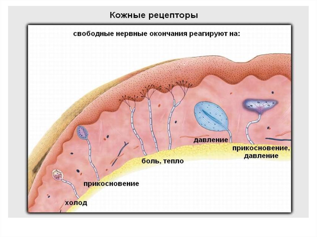 Кожная чувствительность. Рецепторы кожного анализатора. Рецепторные окончания в коже схема. Строение кинестетического анализатора. Схема строения кожно-кинестетического анализатора.