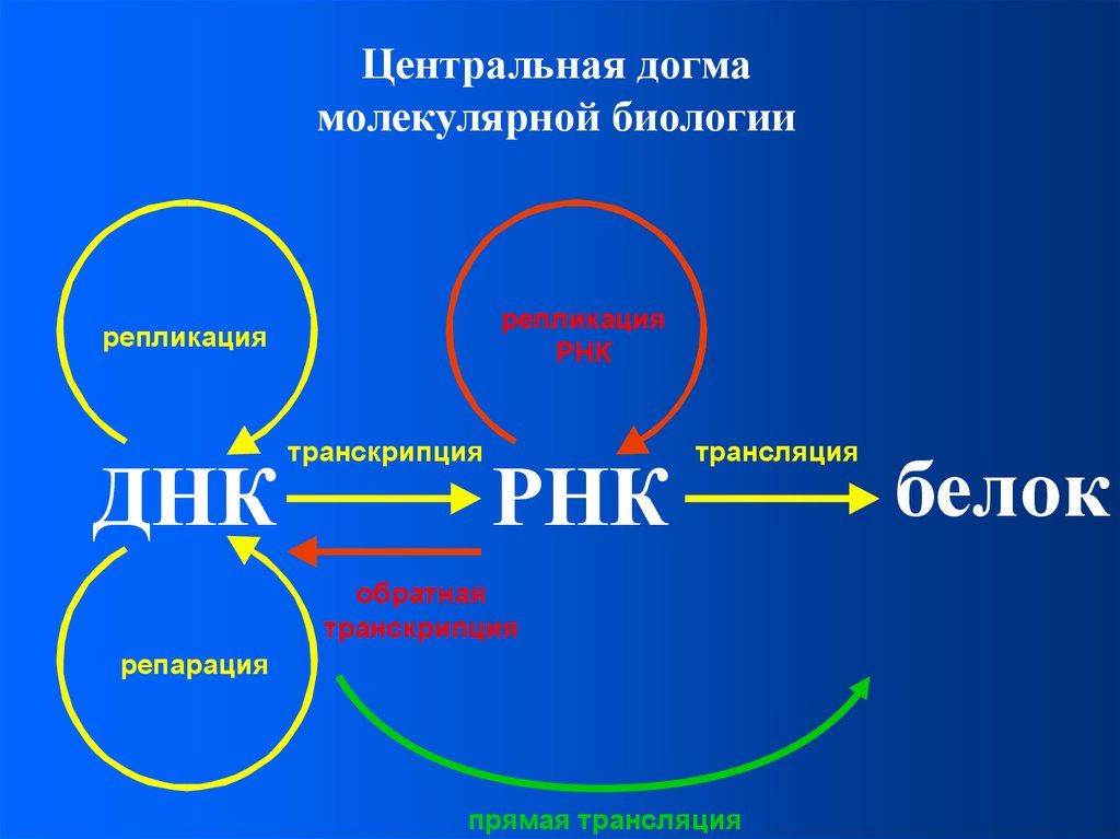 Репликация белка. Репликация транскрипция трансляция схема. Репликация ДНК И РНК. Основная Догма молекулярной биологии. Центральная молекулярная Догма.