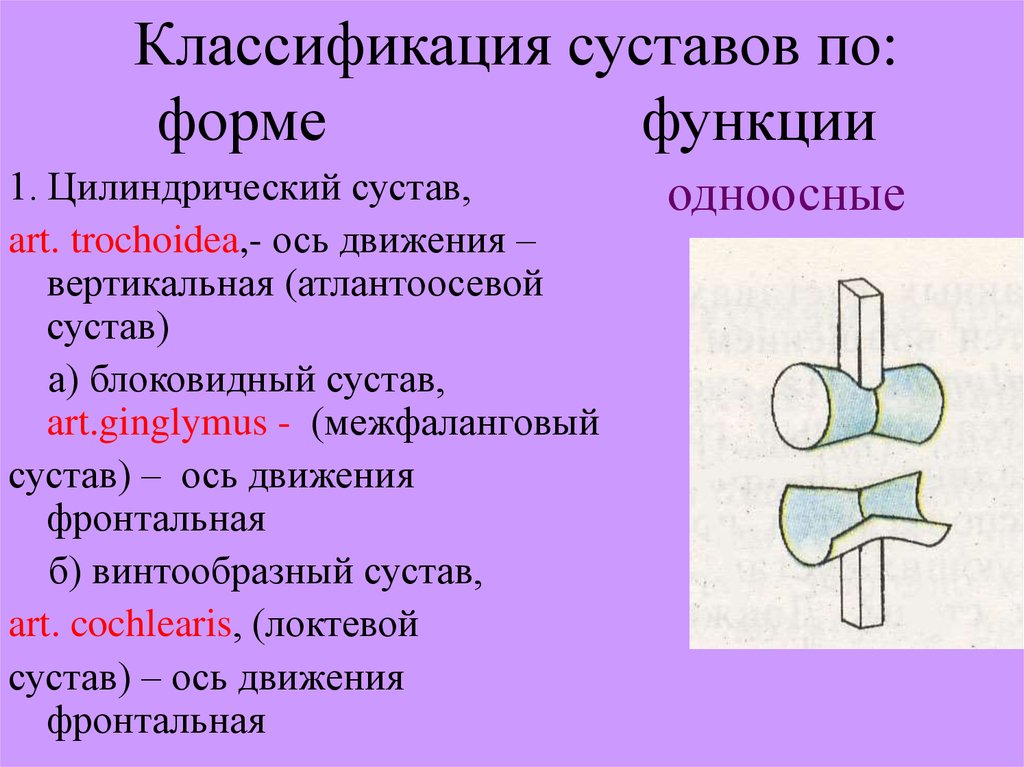 Виды колен. Классификация суставов по функции. Классификация суставов по форме. Строение и классификация суставов. Анатомическая классификация суставов.