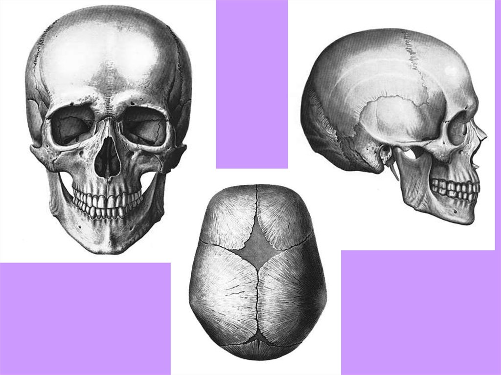 Подвижное соединение в черепе. Соединение костей черепа. Кости и швы черепа. Человеческий череп швы. Швы костей черепа.