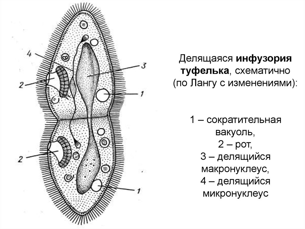 На рисунке сократительная вакуоль у инфузории туфельки обозначена цифрой