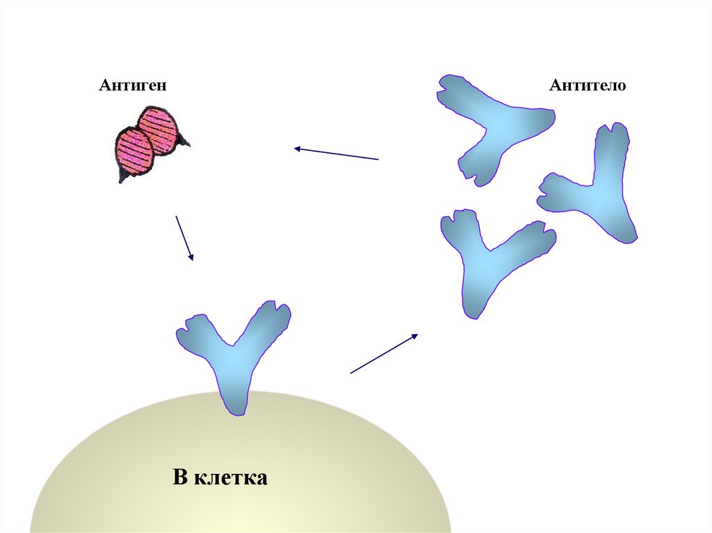 Антиген антитело что это. Комплекс антиген антитело. Антиген антитело схема. Антитела и антигены рисунок. Комплекс антиген антитело рисунок.