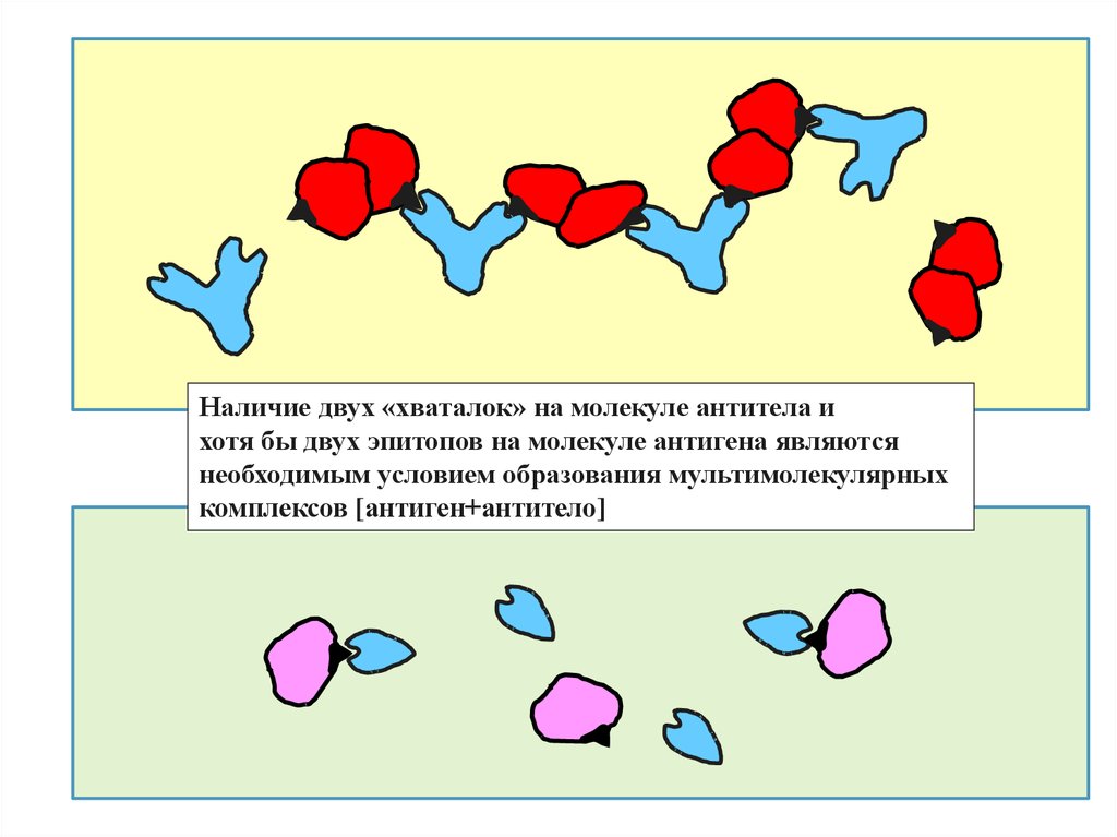 Наличие двух. Основной функцией активного центра молекулы антитела является. ВГА антиген антитело. Антиген антитело лого. Молекулы эпитопов.