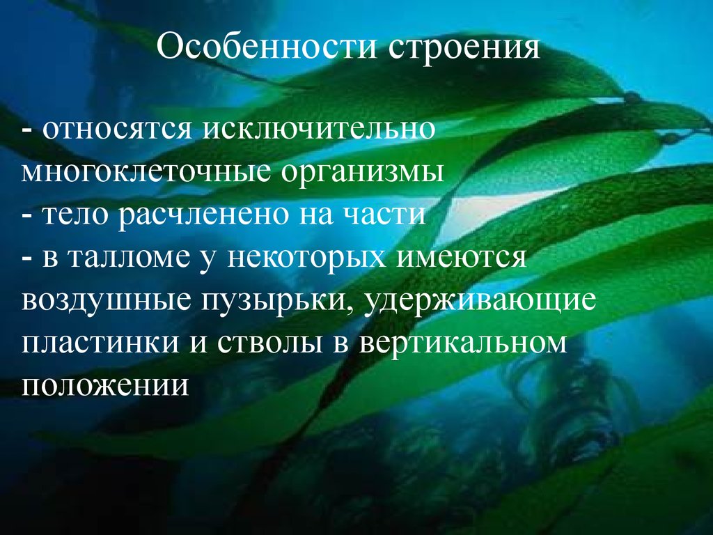 Бурые водоросли особенности строения