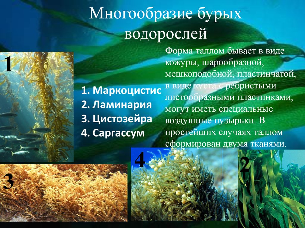 Водоросли типы растений. Название бурых водорослей биология 6 класс. Бурые водоросли презентация. Многообразие бурых водорослей.