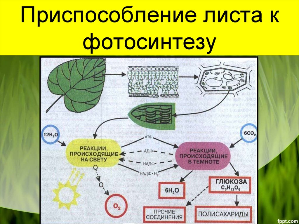 Одновременно в листьях осуществляется процесс. Схема процесса фотосинтеза. Процесс фотосинтеза у растений схема. Схемы процесса схему фотосинтеза. Схема фотосинтеза 6 класс биология.