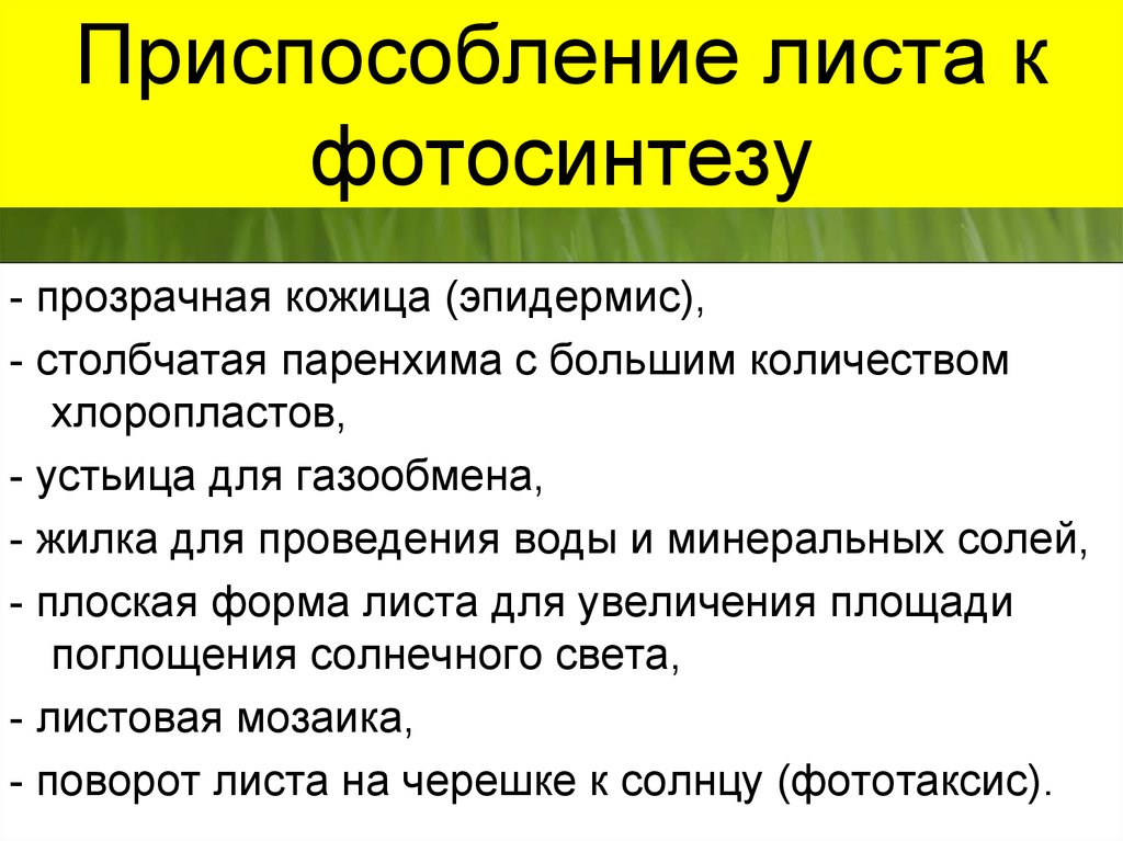 Какие приспособления к улавливанию световой энергии имеют