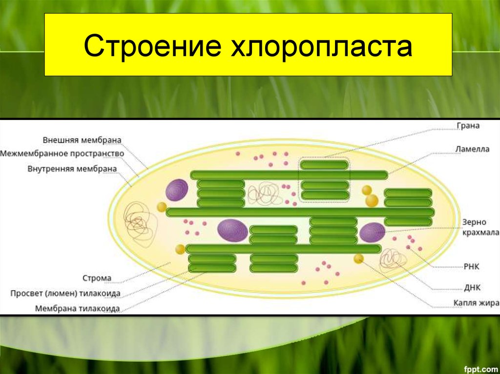 Хлоропласты способны. Структура хлоропласта. Функция внешней мембраны хлоропластов. Внутренняя мембрана хлоропласта функции. Хлоропласты строение и функции.