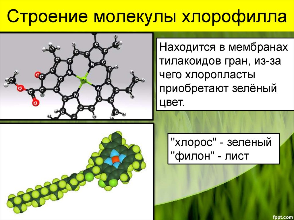 Хлорофилл химический состав. Строение молекулы хлорофилла. Схема строения хлорофилла. Молекула хлорофилла формула. Структурный компонент хлорофилла.