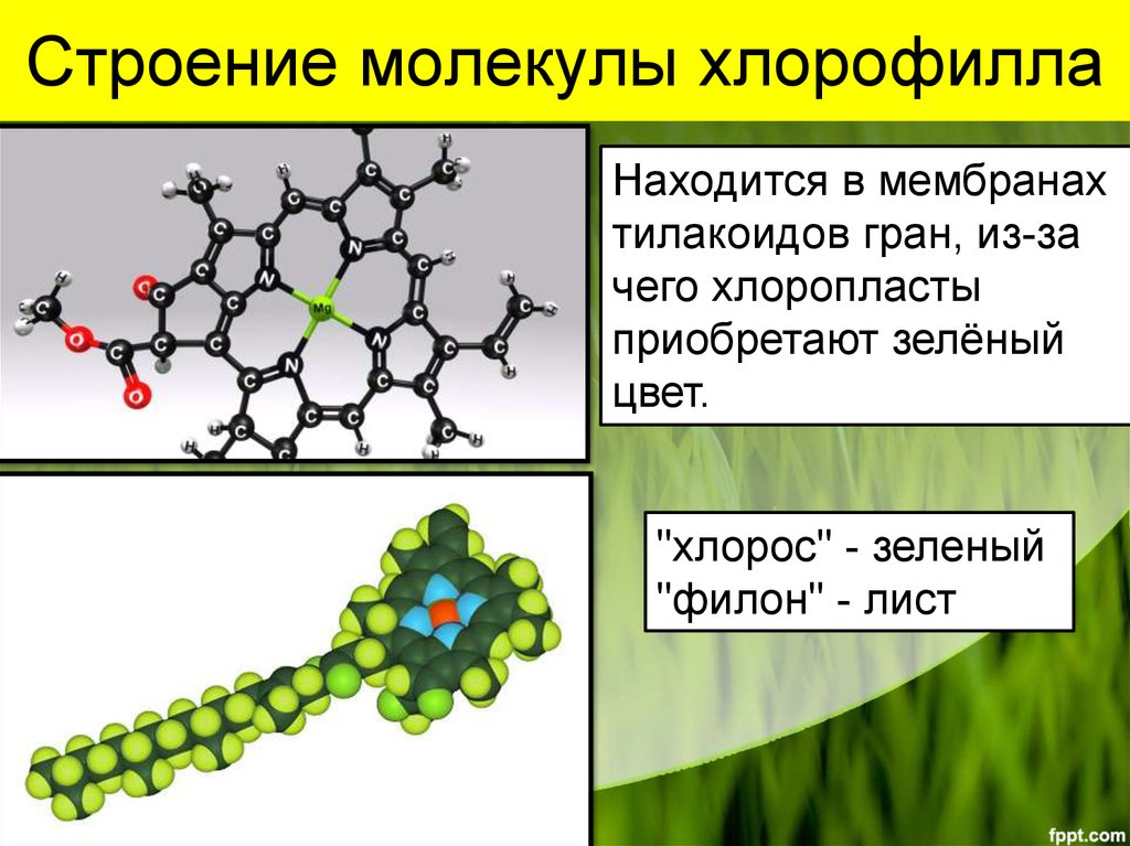 Хлорофилл состав. Строение молекулы хлорофилла. Структура молекулы хлорофилла. Молекула хлорофилла химическая формула. Тилакоид строение хлорофилл.