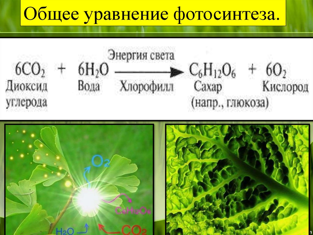 В реакциях фотосинтеза энергия света. Суммарная реакция фотосинтеза формула. Химические реакции процесса фотосинтеза. Общая реакция фотосинтеза формула. Формула фотосинтеза биология.