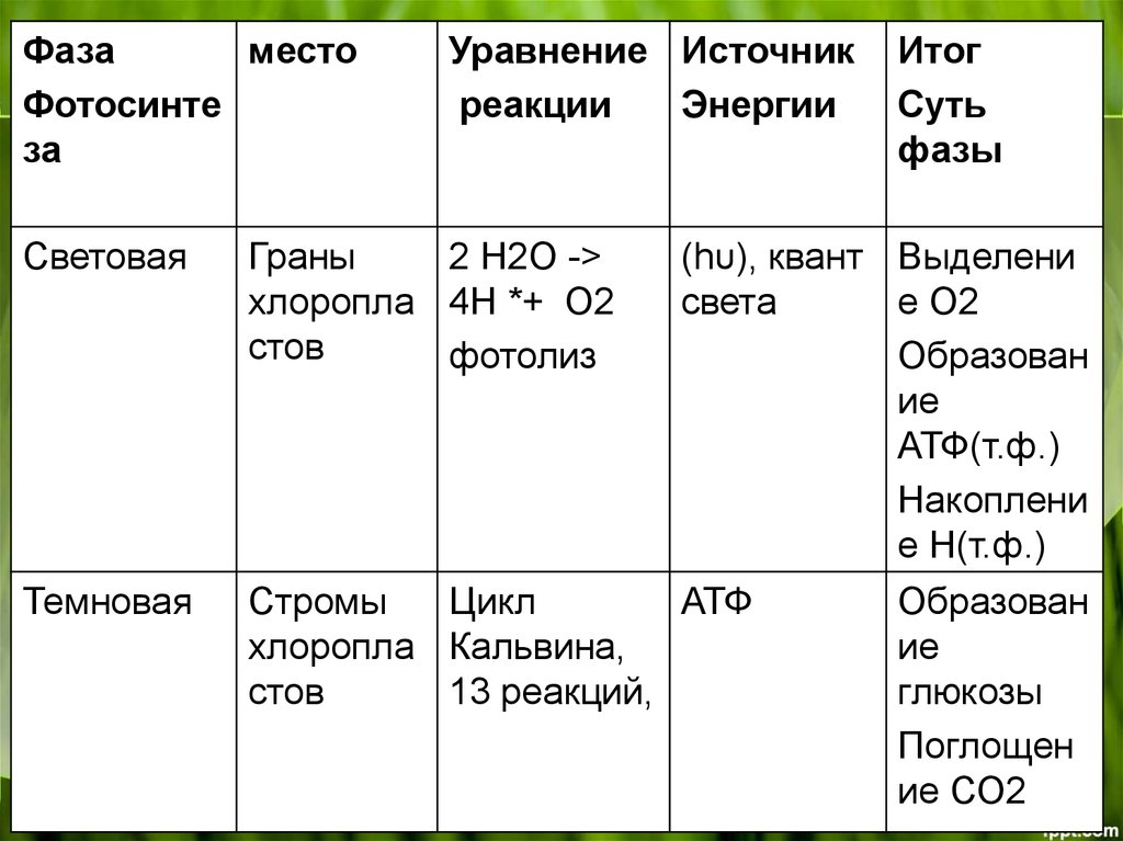 Место световой фазы