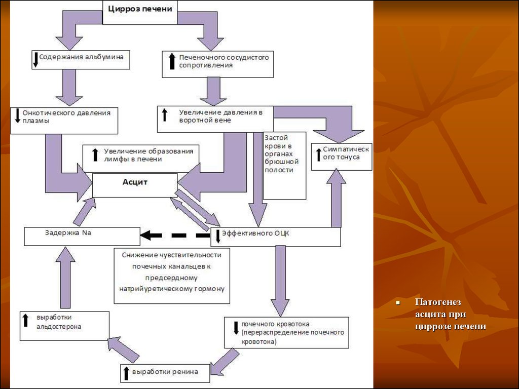 Карта вызова цирроз печени асцит. Асцит механизм развития патогенез. Хронический алкогольный гепатит патогенез. Патогенез цирроза печени схема. Патогенез развития асцита при циррозах печени..