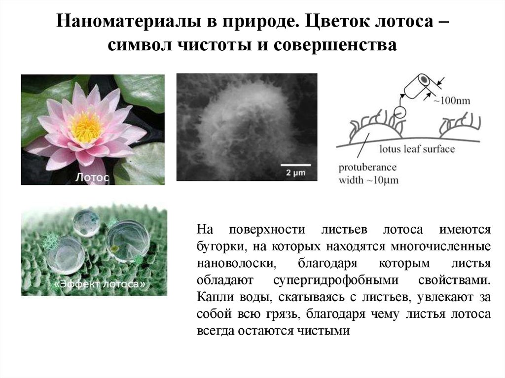 Наноматериалы в природе. Цветок лотоса – символ чистоты и совершенства