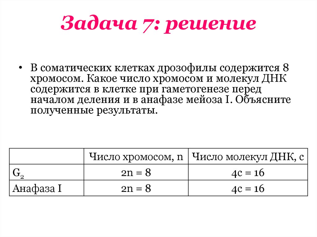 В соматической клетке дрозофилы 8 хромосом. Задачи на количество хромосом и ДНК. Соматическая клетка дрозофилы. В соматических клетках дрозофилы содержится 8 хромосом. Задачи на количество хромосом.