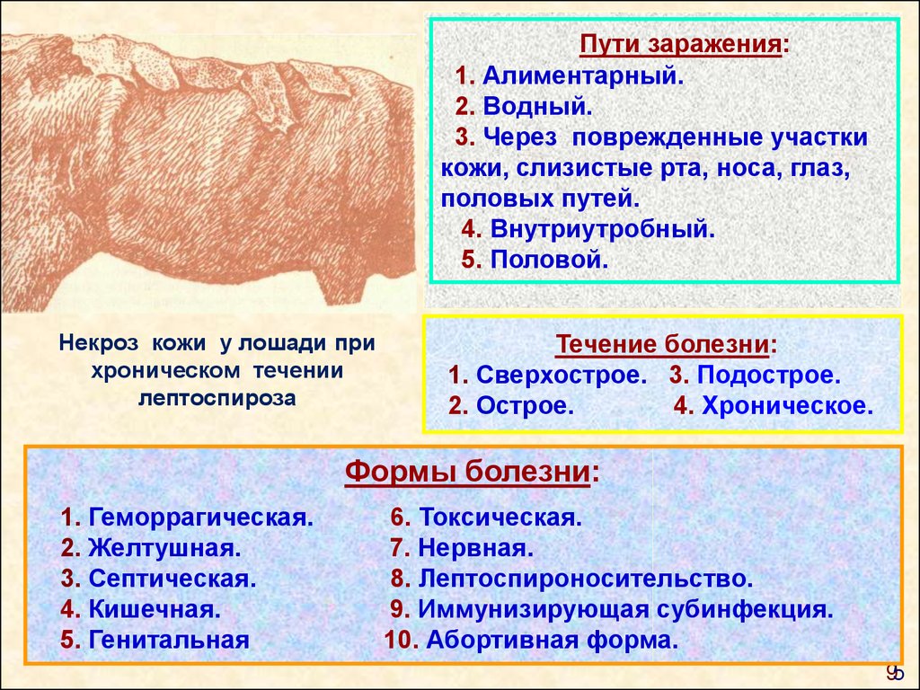 Алиментарный путь