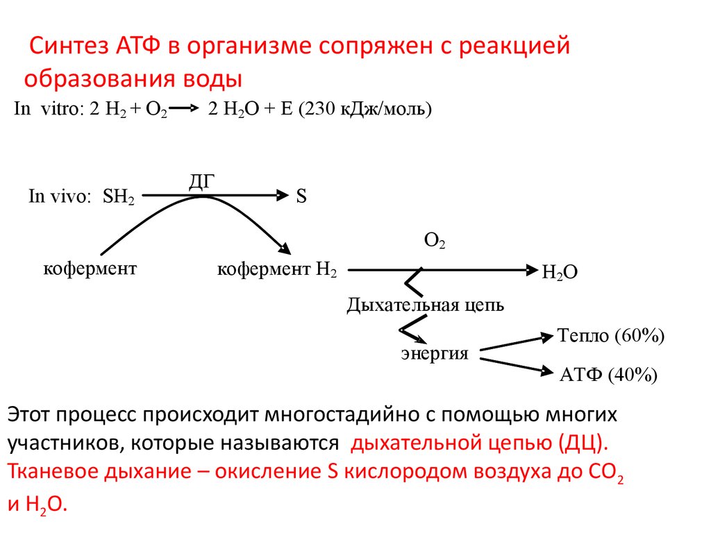 Образуется атф фаза. Синтез АТФ при окислительном фосфорилировании. Реакция образования АТФ. С синтезом АТФ сопряжены реакции. Окислительное фосфорилирование это Синтез АТФ.