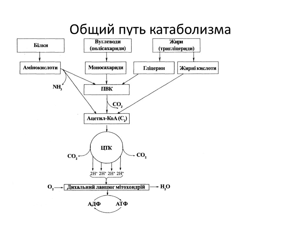 Схема катаболизма основных пищевых веществ