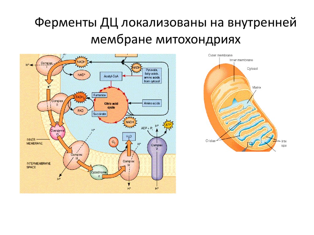 Ферменты клетки. Ферменты дыхательной цепи локализованы:. Ферменты внутренней мембраны митохондрий. Ферменты наружной мембраны митохондриальных. Ферментные системы митохондрий.