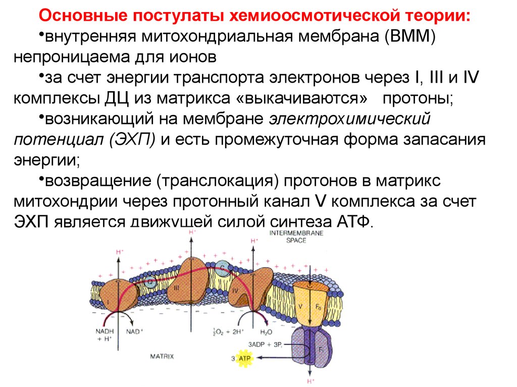 Окислительное фосфорилирование презентация