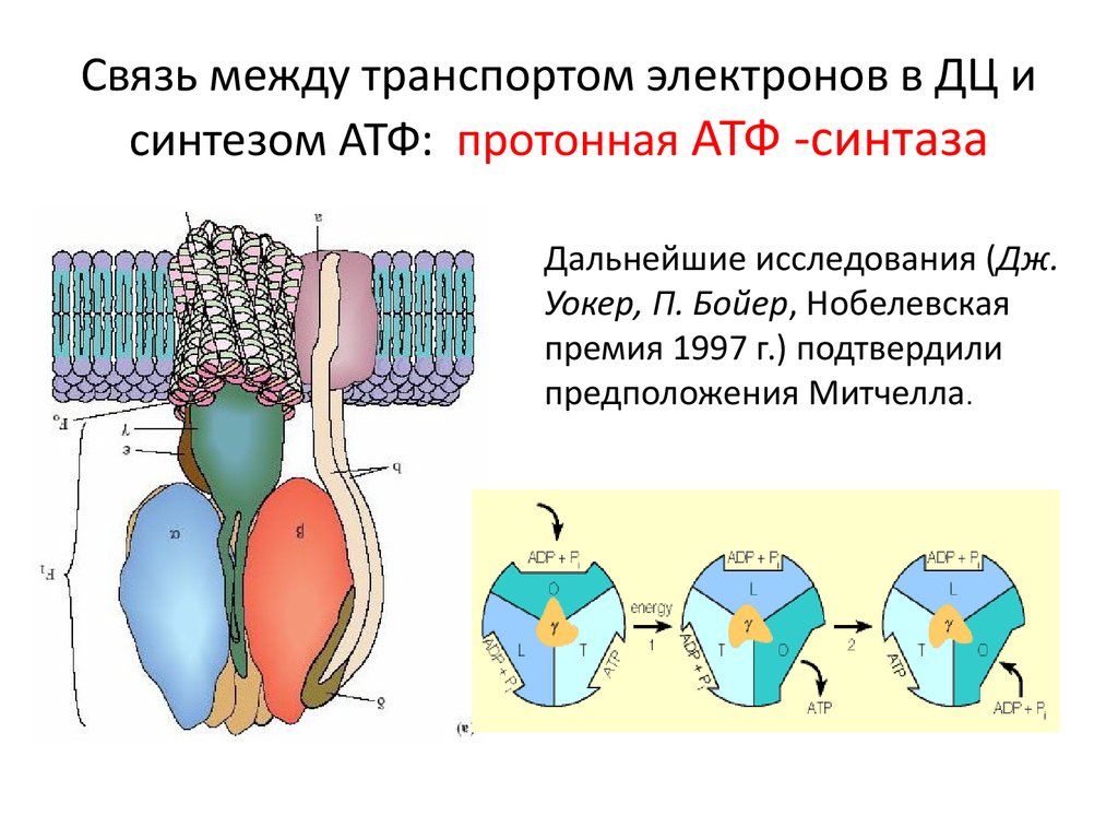 Строение атф синтазы