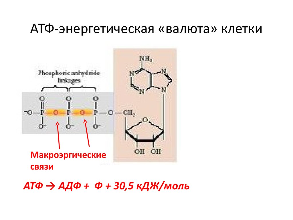 В атф заключено энергии