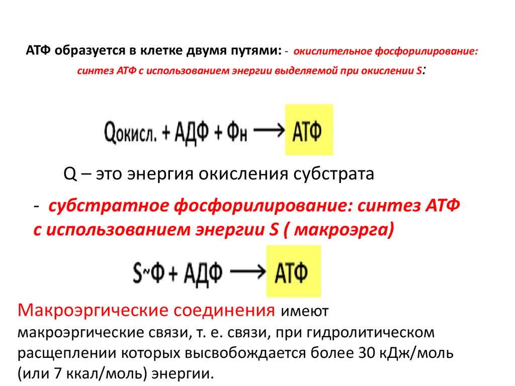 Атф образуется в процессе