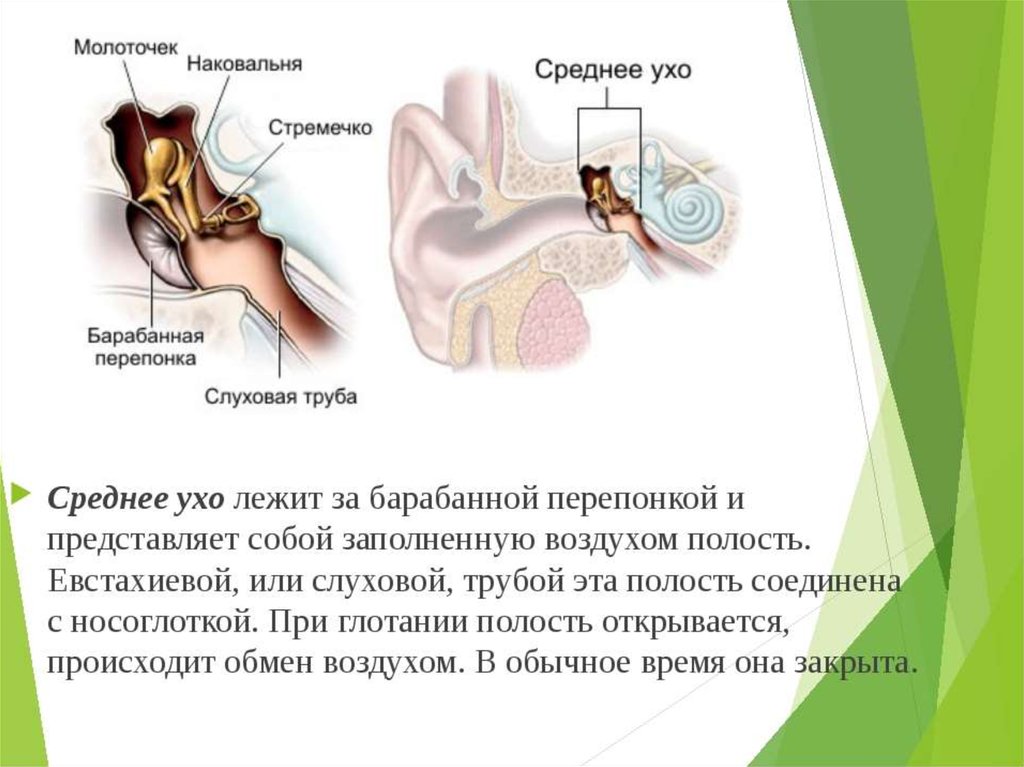 Молоточек наковальня стремечко функции. Среднее ухо молоточек наковальня и стремечко. Среднее ухо барабанная перепонка. Молоточек среднего уха. Среднее ухо расположено.
