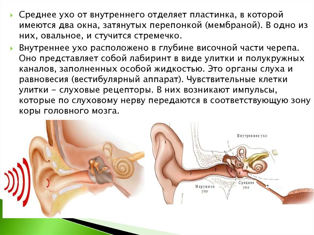 Рецептор слуховой системы
