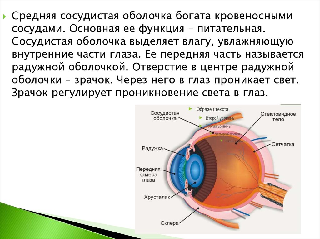 Что находится в центре радужной оболочки