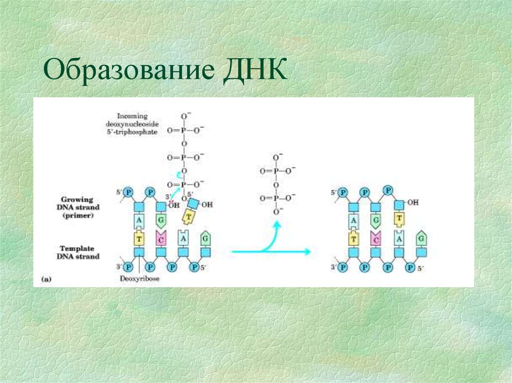 Молекула днк образуется. Образование ДНК. Процесс образования ДНК. Схема образования ДНК. Образование молекулы ДНК.