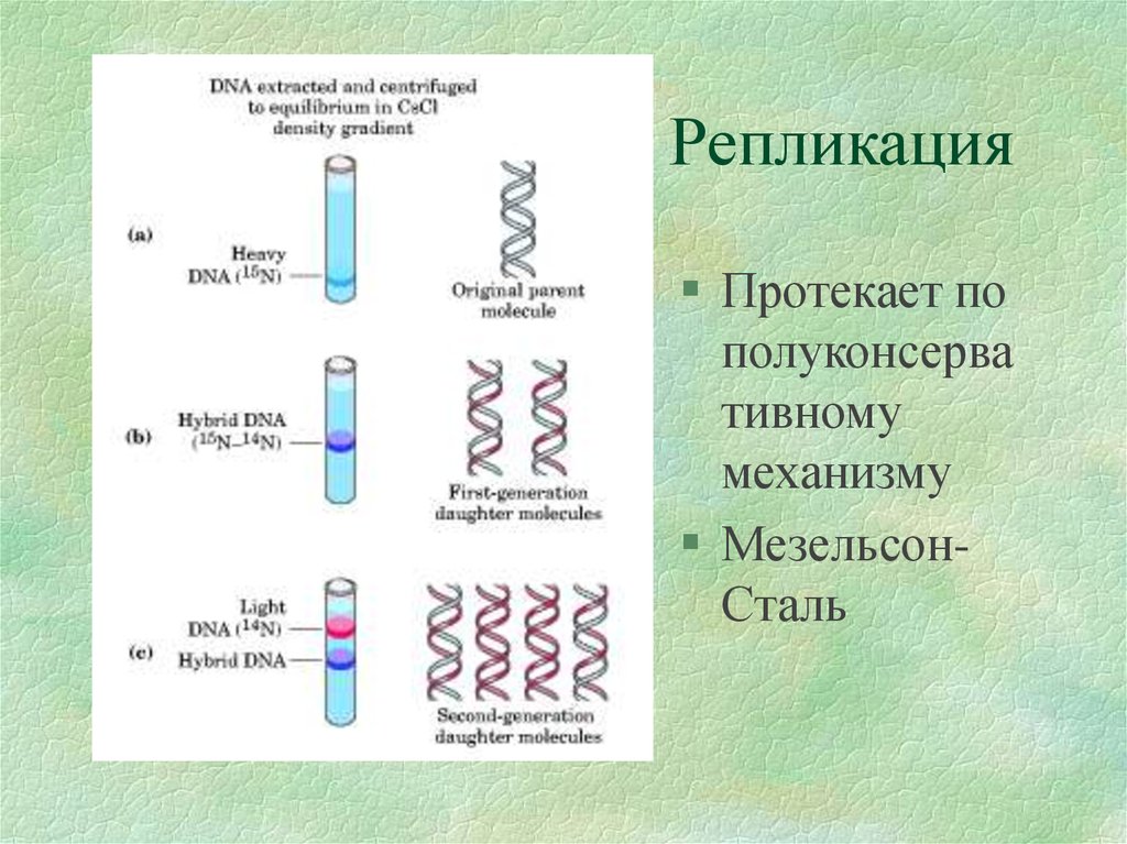 Образование днк. Опыт Мезельсона и Сталя. Репликация протекает в. Полуконсервативный механизм репликации ДНК опыт Мезельсона и Сталя.