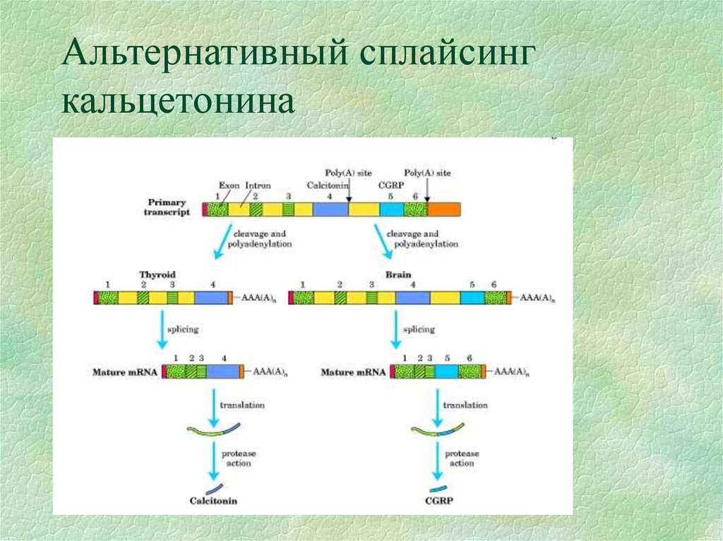 Сплайсинг рнк у эукариот. Сплайсинг у эукариот. Механизм сплайсинга РНК эукариот. Сплайсинг РНК У эукариот происходит. Сплайсинг пептидов.